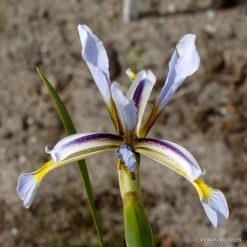 Iris halophila subsp. sogdiana (clone 2)