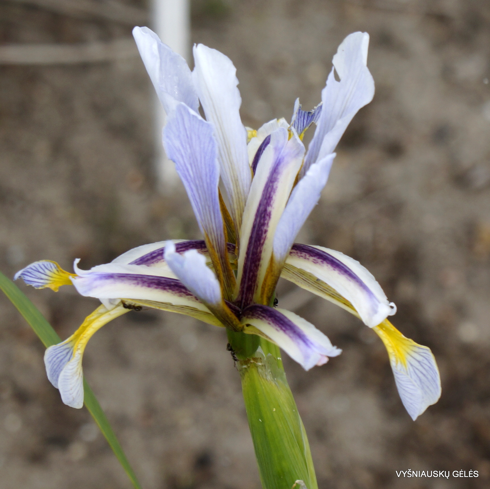 Iris halophila subsp. sogdiana (clone 2) (3)