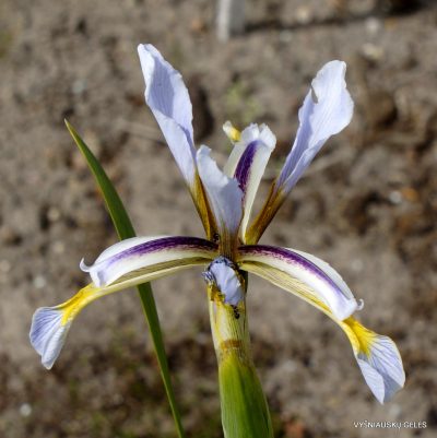 Iris halophila subsp. sogdiana (clone 2) Iris halophila subsp. sogdiana (clone 2)