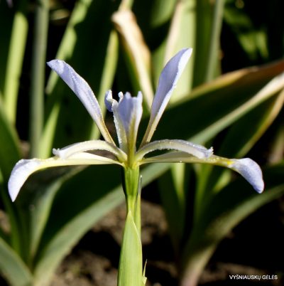 Iris halophila subsp. sogdiana (clone 3) (2)