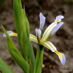 Iris halophila subsp. sogdiana (clone 3)