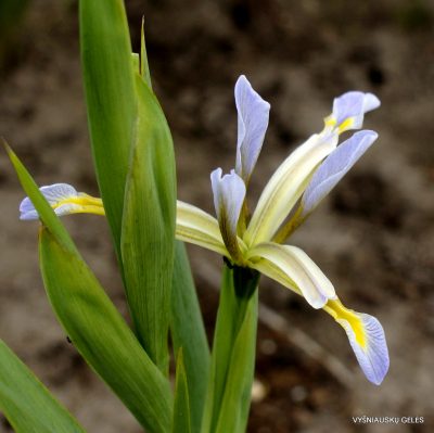 Iris halophila subsp. sogdiana (clone 3)