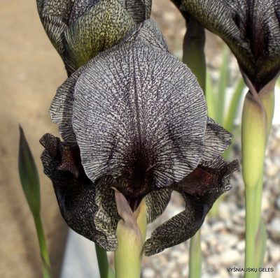 Iris kirkwoodiae (clone 4) (2)