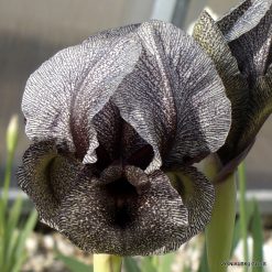 Iris kirkwoodiae (clone 4)
