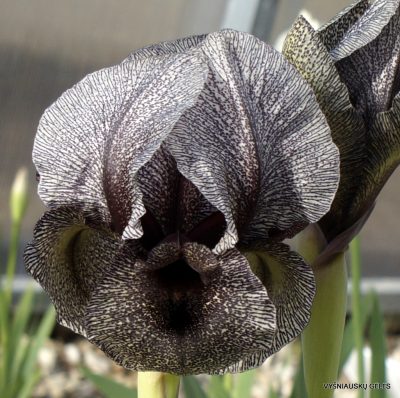 Iris kirkwoodiae (clone 4)