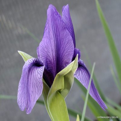 Iris korolkowii var. violacea (clone 1) (2)