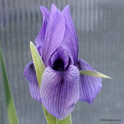 Iris korolkowii var. violacea (clone 1)