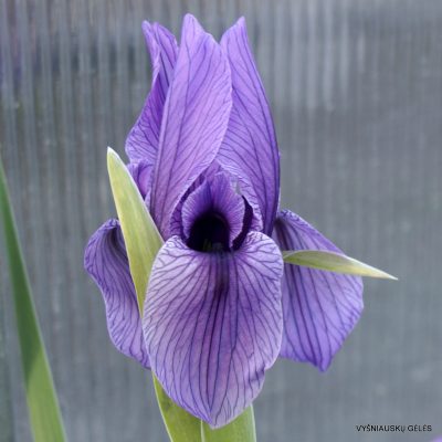 Iris korolkowii var. violacea (clone 1)