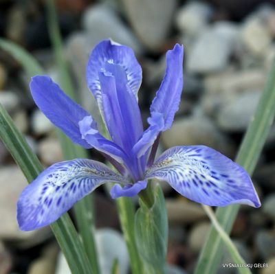 Iris leptophylla (clone 3) (2)