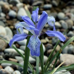 Iris leptophylla (clone 3)