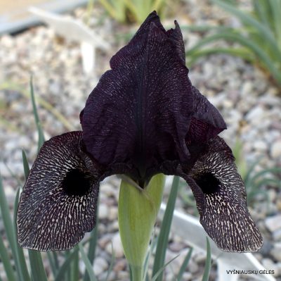 Iris lycotis (clone 3) (2)