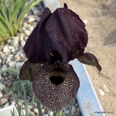 Iris lycotis (clone 3)