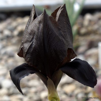 Iris nigricans (2)