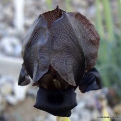 Iris nigricans