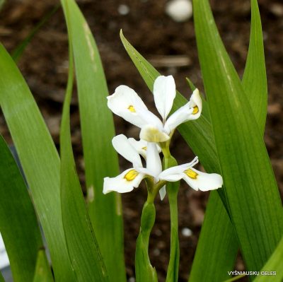 Iris odaesanensis ‘Chollipo‘ (2) Iris odaesanensis ‘Chollipo‘ (2)