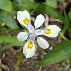 Iris odaesanensis ‘Chollipo‘