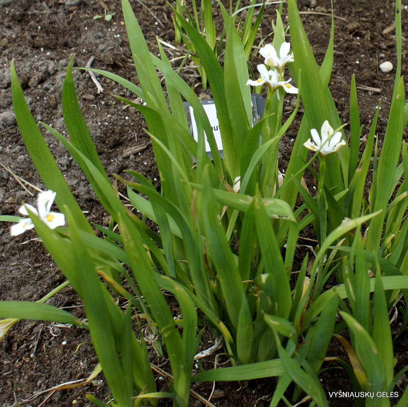 Iris odaesanensis ‘Chollipo‘ (3)