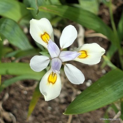 Iris odaesanensis ‘Chollipo‘ Iris odaesanensis ‘Chollipo‘