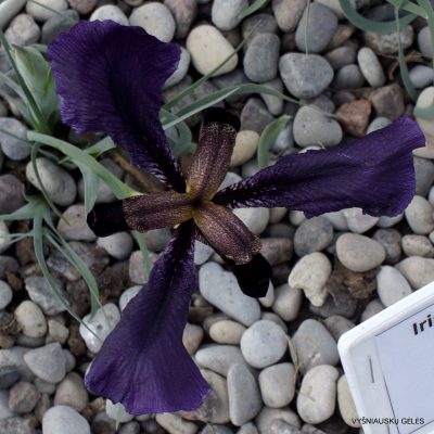 Iris paradoxa f. atrata (clone 4) (2)