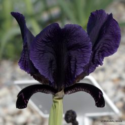 Iris paradoxa f. atrata (clone 4)