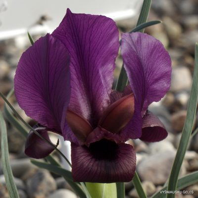 Iris polaki