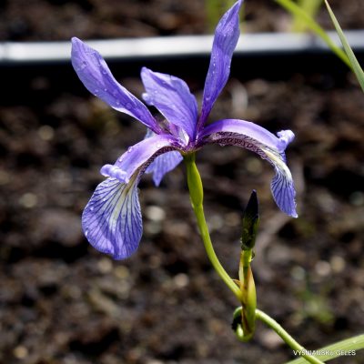 Iris prismatica (2)