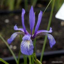 Iris prismatica