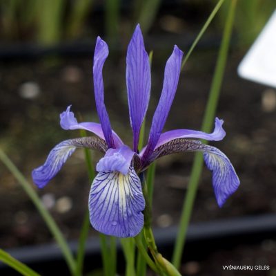 Iris prismatica