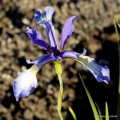 Iris prismatica 'Exeter'