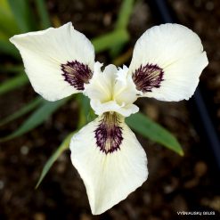 Iris pseudacorus 'Black Raspberry Sundae'