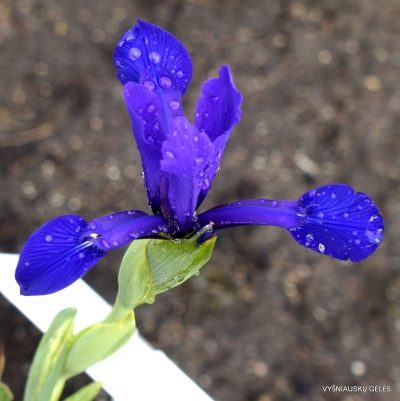 Iris reichenbachiana (syn. Iris spuria subsp. maritima) (2)
