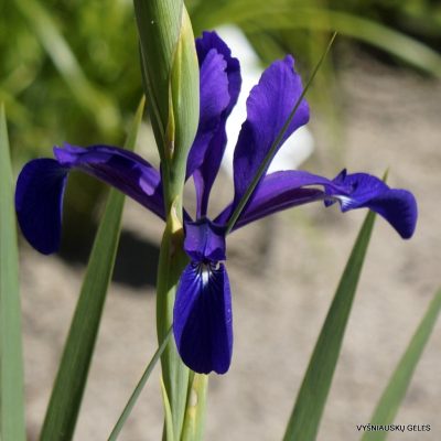 Iris reichenbachiana (syn. Iris spuria subsp. maritima)
