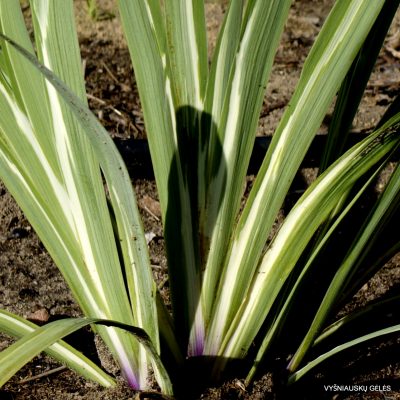 Iris setosa ‘Variegata‘
