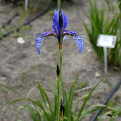 Iris sibirica subsp. sibirica (wildform; clone 2) (2)