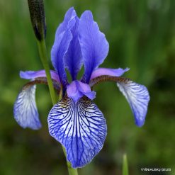 Iris sibirica subsp. sibirica (wildform; clone 2)