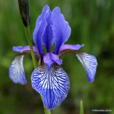 Iris sibirica subsp. sibirica (wildform; clone 2)