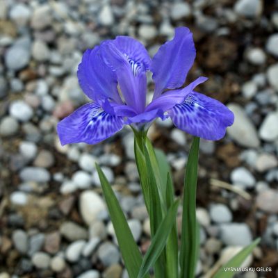 Iris sichuanensis (2)
