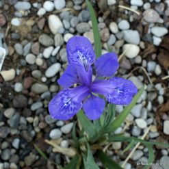 Iris sichuanensis