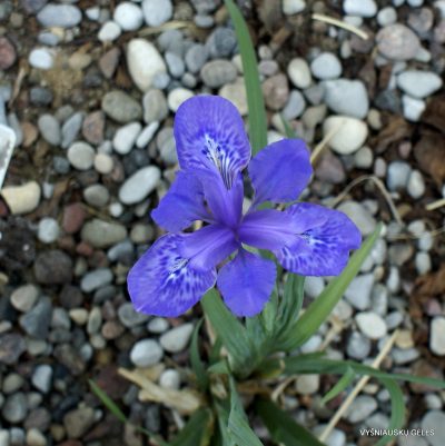 Iris sichuanensis