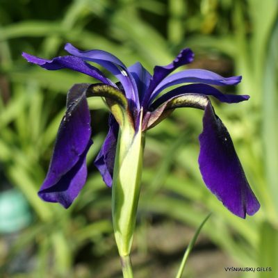 Iris sp. KR3739