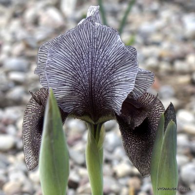 Iris susiana (clone 3; ex Hoog) (2)