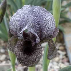 Iris susiana (clone 3; ex Hoog)