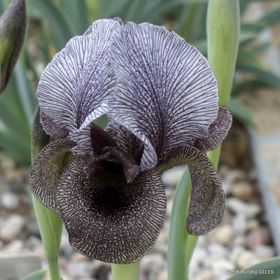 Iris susiana (clone 3; ex Hoog)