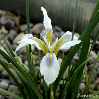 Iris unguicularis 'Peloponnese Snow' (2)