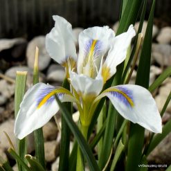 Iris unguicularis 'Peloponnese Snow'