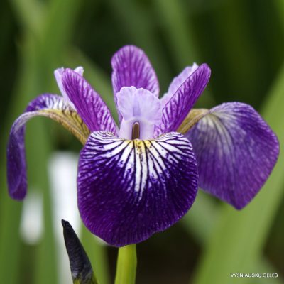 Iris versicolor 'Rowden Allegro'