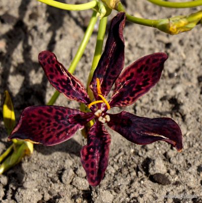 Iris × norisii ‘Dancing Woman’