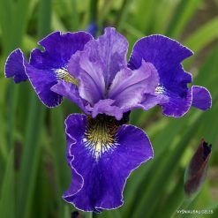 Iris × sibtosa 'Skipper'