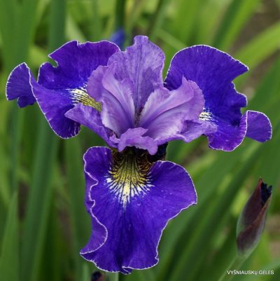 Iris × sibtosa ‘Skipper’