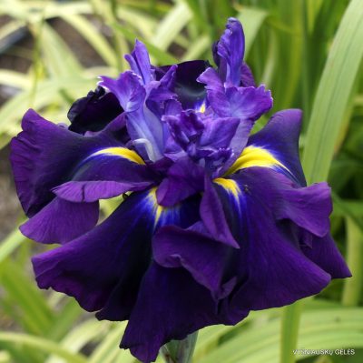 iris 'Belgian Warrior'